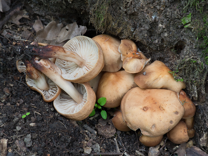 Gymnopus fusipes 